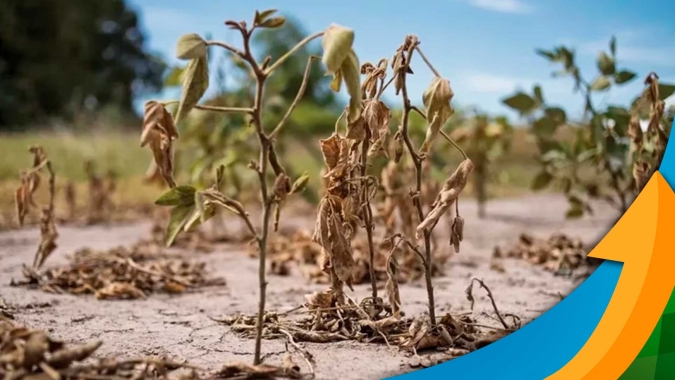 Perdas pela seca na Argentina vão muito além dos prejuízos no campo; soja com pior safra da história