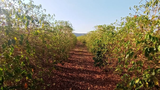 Preços do arábica e robusta seguem em valorização nesta 3ª feira (10)
