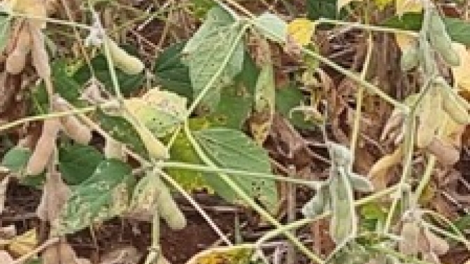 Bolsa de Cereais de Buenos Aires indica 2 milhões de hectares de soja em níveis críticos de umidade