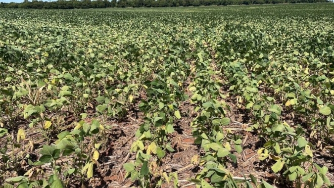 Paraguai: DasAgro reduz projeção para safra de soja e alertas para perdas se agravando com falta de chuvas e calor de 40ºC