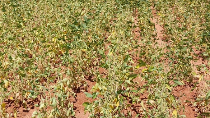 Perdas na safra gaúcha de soja e milho por seca podem somar quase R$20 bi, diz FecoAgro