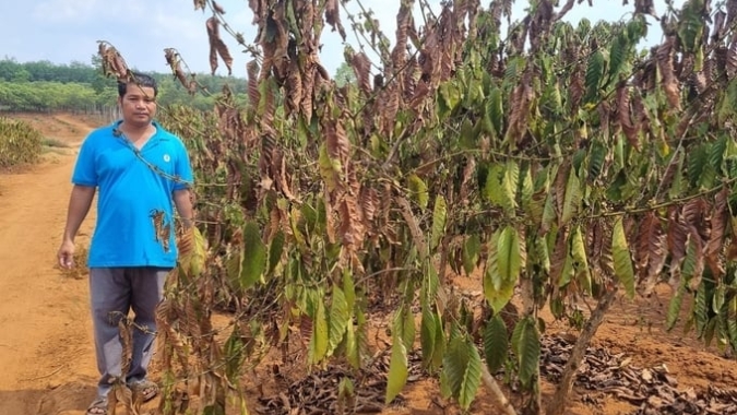 Vietnã: Parque cafeeiro queimado com seca severa e produtores desesperados buscando soluções