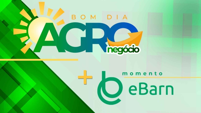 Momento eBarn: Semana foi intensa nas movimentações dos mercados de milho e sorgo no aplicativo