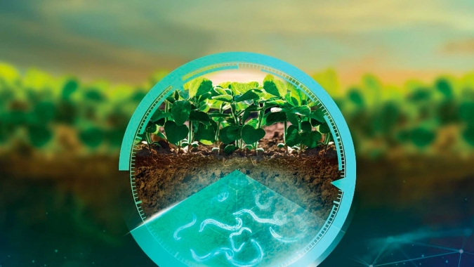 Nova ferramenta digital ajuda diagnosticar infestações de nematoides na soja através da análise de imagens de satélites