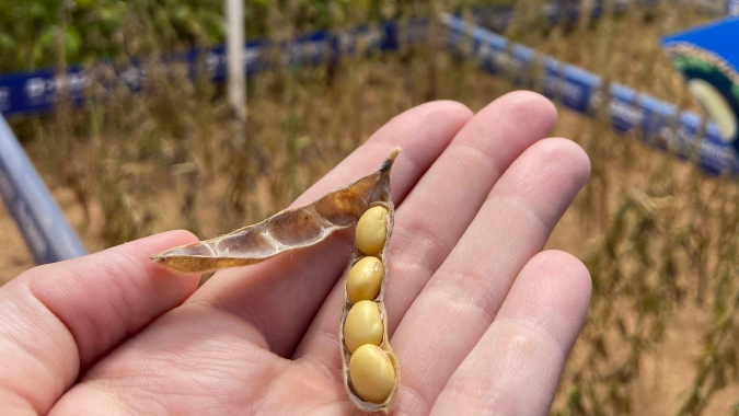 Uso de sementes certificadas de soja impulsiona altas produtividades no Brasil