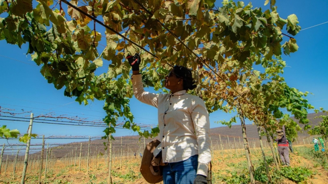 Comitê de Fruticultura do RN marca presença na maior feira de frutas e hortaliças do hemisfério sul