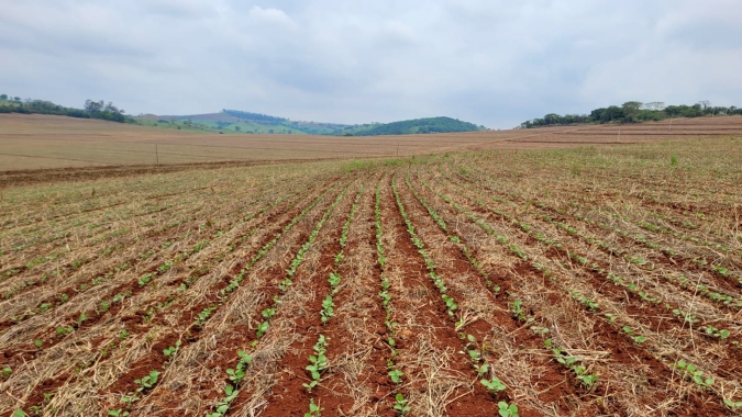 Com plantio chegando ao final, Sertanópolis/PR espera safra de soja com boa produtividade