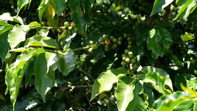 Com nova tecnologia de irrigação produtor consegue economizar 30% e mitigar impactos da seca dos últimos anos