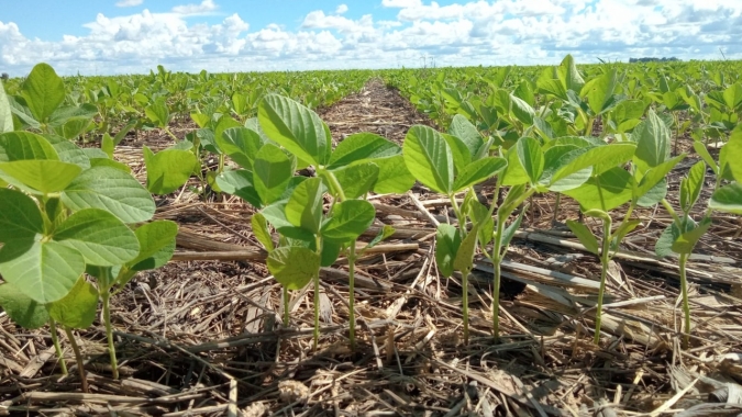 Estudo aponta oportunidades de redução nas emissões de carbono na produção de soja do Matopiba