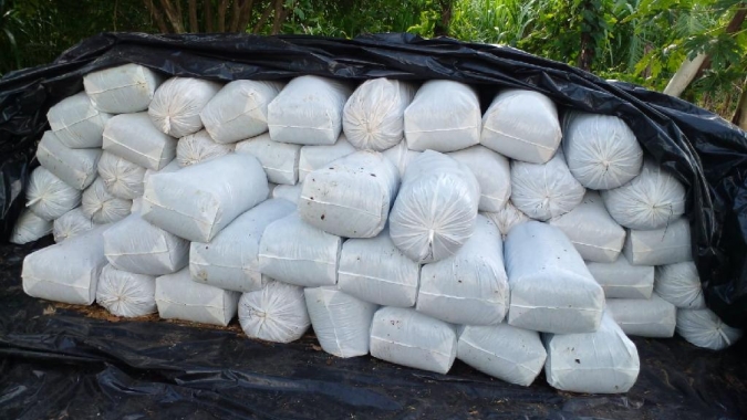 Empaer orienta silagem ensacada como opção para garantir alimento do gado no período de estiagem