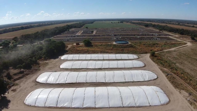 Armazenamento adequado da silagem garante qualidade para o gado leiteiro na seca