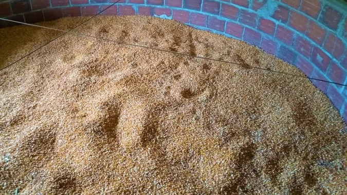 Qualidade do milho armazenado em silo secador é avaliado pela Emater/RS-Ascar