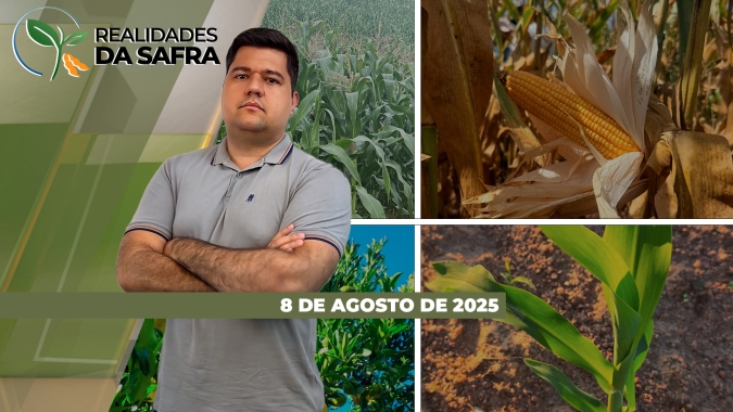 Grandes expectativas de produtividade de milho na Bahia e no Pará