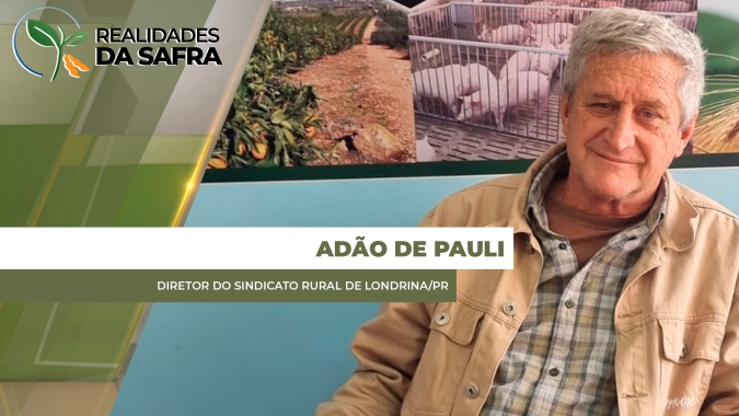 Região de Londrina/PR espera perdas de 20 a 50% no milho após geadas