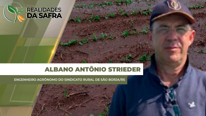 Altos volumes de chuva têm prejudicado cultivos de inverno em São Borja (RS)