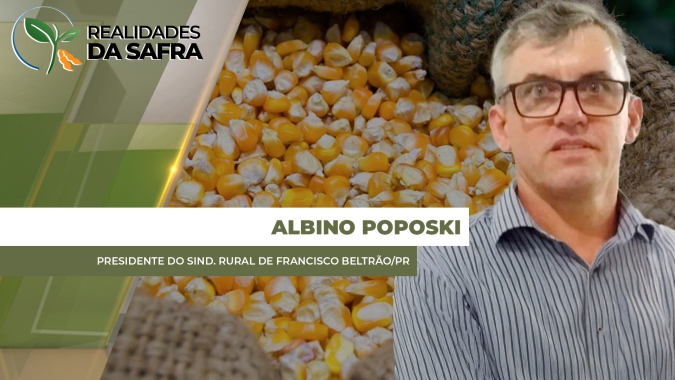 Colheita do milho se aproxima em Francisco Beltrão/PR com boa expectativa de produtividade