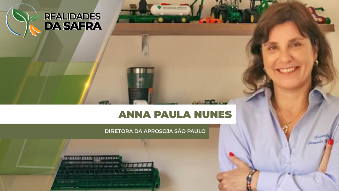 Milho plantado no cedo em Boa Esperança do Sul (SP) tem baixa produtividade