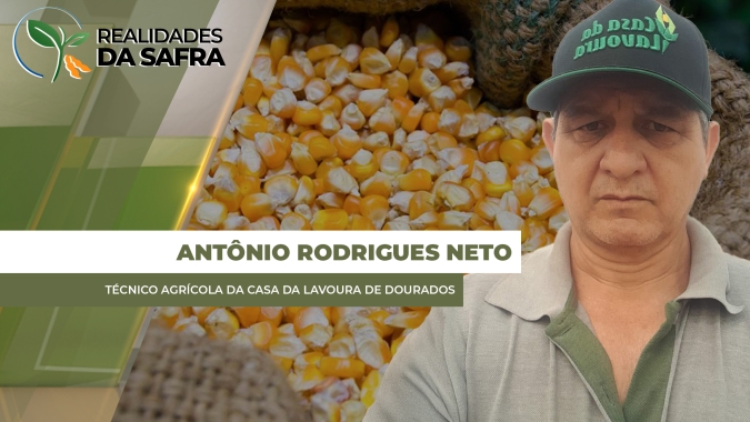 Colheita do milho passa da metade em Laguna Carapã/MS com produtividades acima do esperado