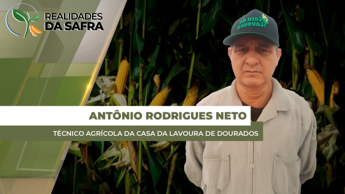 Colheita do milho encerrada em Laguna Carapã/MS com médias ficando entre 115 e 120 sc/ha