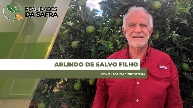 Volta das chuvas ajuda a citricultura, mas ainda não é o suficiente
