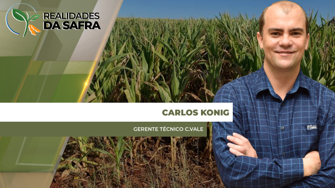 Soja do Oeste do Paraná perdeu produtividade com irregulares de chuva e agora sofre com o milho