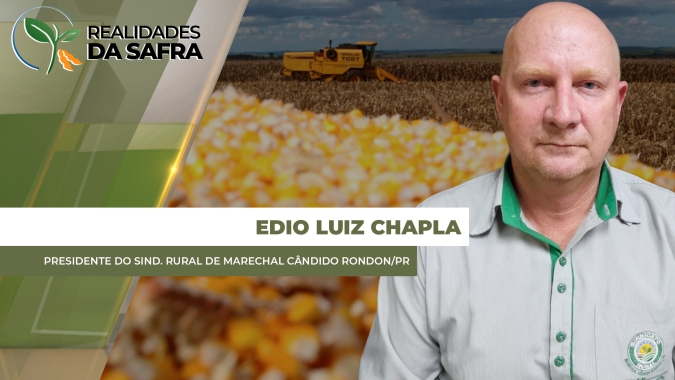Marechal Cândido Rondon/PR confirma perdas de 30% com colheita do milho praticamente encerrada