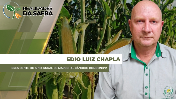 Marechal Cândido Rondon/PR já colheu 20% do milho com produtividades abaixo do esperado