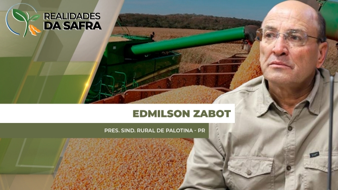 Colheita do milho chega em 70% em Palotina/PR com mais produtividade do que o esperado