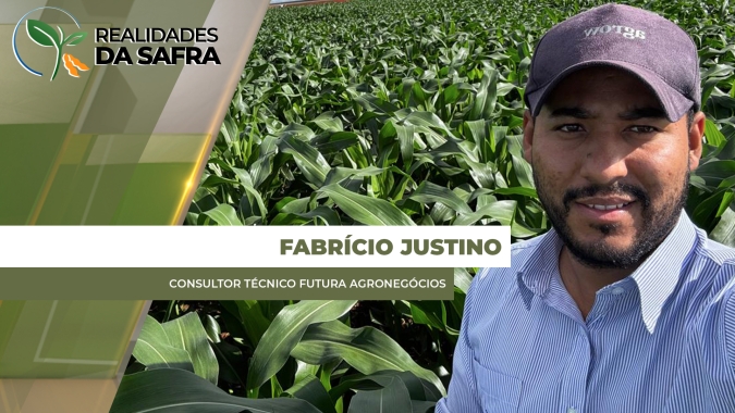 Araguari/MG já colheu 40% do milho e vai registrando produtividades abaixo do esperado
