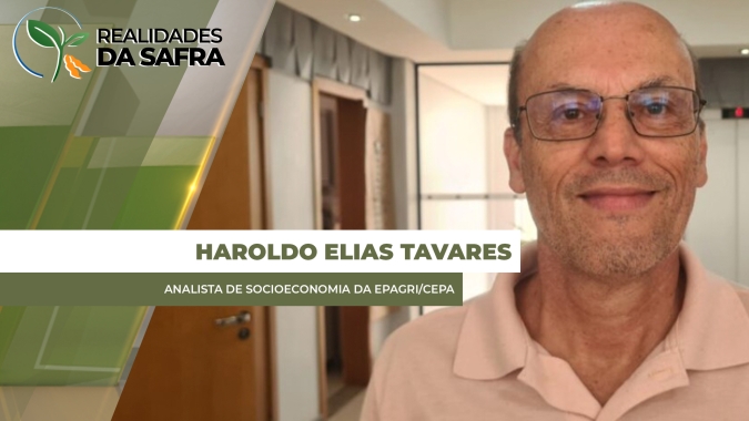Santa Catarina registra produtividade recorde de milho e reflexo com preços caindo desde março