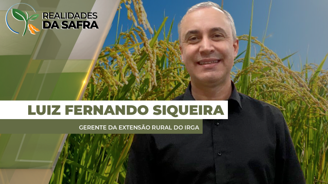 Janeiro e fevereiro vão definir produtividade do arroz no RS