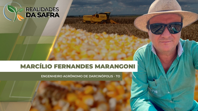 Colheita do milho na reta final em Darcinópolis/TO e com resultados variados