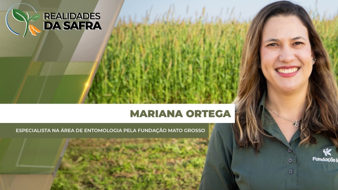 Quebra de resistência de híbridos aumentou ataque de lagartas no milho na safrinha 2025