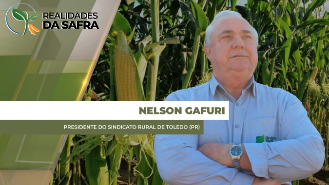 Safra de milho chega ao fim com produtividades variadas em Toledo/PR