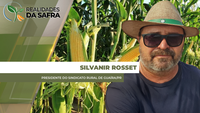 Milho segunda safra sofreu com estresse hídrico em Guaíra (PR)