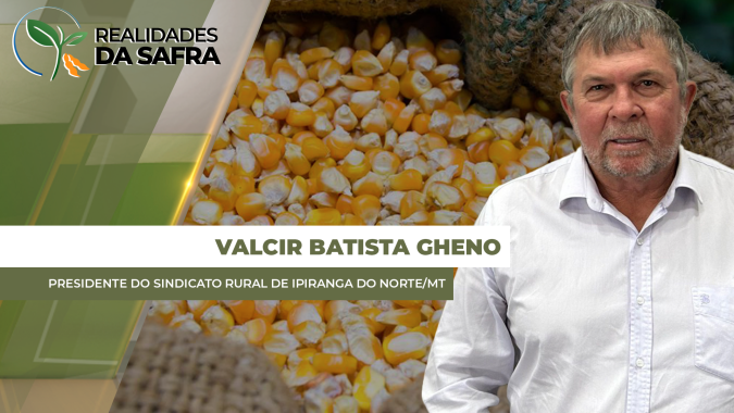 Milho se desenvolve bem em Ipiranga do Norte/MT, mas produtor teve que aumentar aplicações contra lagartas