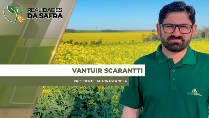 Após inicio chuvoso, lavouras de canola se desenvolvem bem no Brasil