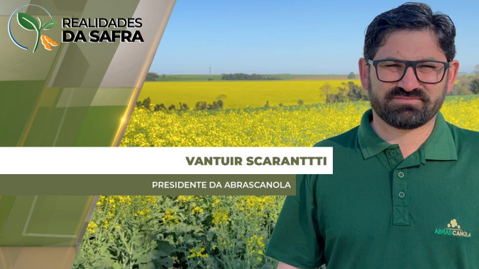 Semeadura da canola está liberada no RS e área de cultivo deve crescer 30% este ano