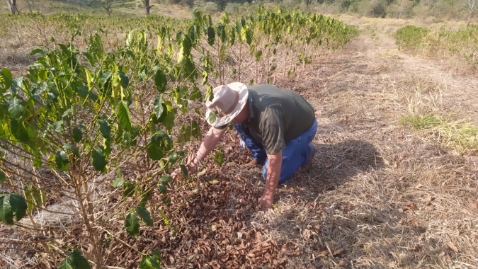Café: preços seguem em volatilidade acompanhando as condições climáticas no Brasil