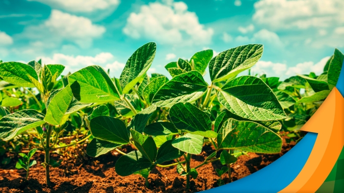 Ao contrário de outras regiões do estado, Dom Pedrito/RS tem bom desenvolvimento da soja, milho e arroz