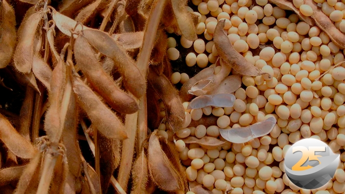 Movimento exagerado dos Fundos faz  novembro perder os US$14/bushel em Chicago e deixa soja atrativa para os compradores