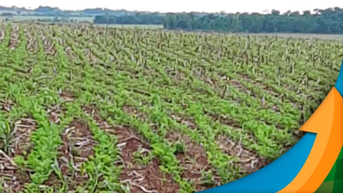 Plantio da soja avançou bem em Laguna Carapã/MS e com boa germinação, mas com problemas pontuais de excesso de umidade