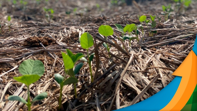 Plantio da soja em Darcinópolis/TO avança bem e primeiras germinações são promissoras
