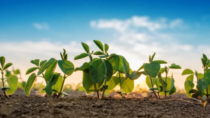Agrural: Com plantio de soja em 0,9% no Brasil, chuva começa a ganhar corpo nas previsões