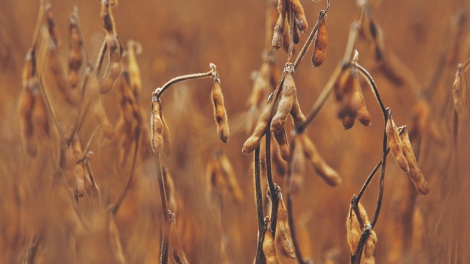 Soja amplia altas em Chicago após USDA anunciar nova venda para a China nesta 4ª feira (30)