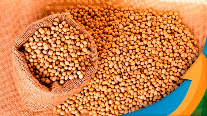 Soja: viés de alta para os preços se mantém após USDA , com risco de novas perdas na AMS. No Brasil, aumenta disputa das indústrias pela soja de exportação