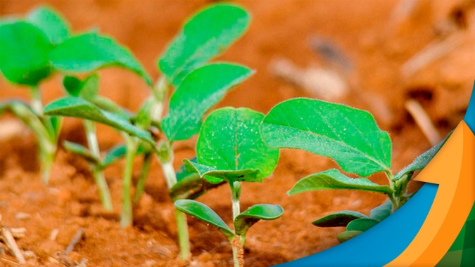Plantio da soja já acabou em Diamantino/MT e expectativa é superar produtividade da última safra