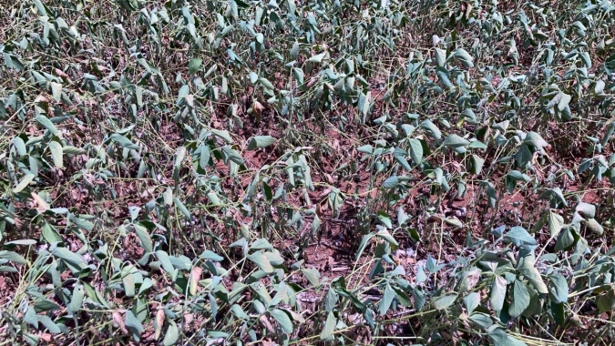 Soja: Mesmo com safra em deterioração, corte de produção do USDA deve ser tão conservador quanto da Conab