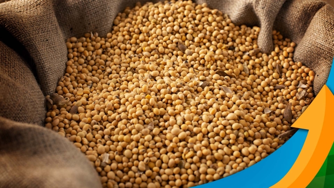 Estiagem derruba produtividade da safra em São Borja (RS) para 5 a 10 sacas por hectare, em média, segundo especialista
