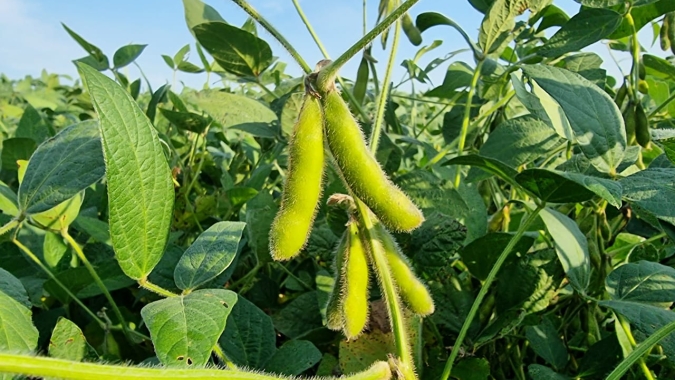 Soja dá sequência às baixas em Chicago nesta 4ª feira e segue monitorando nova safra dos EUA